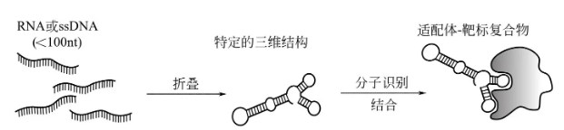 SELEX筛选-卡梅德生物.png