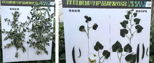 在番茄（左）和黄瓜（右）上的试验显示，应用根域守护方案后， 作物长势更好，植株更健壮，根系更发达，干叶更少，坐果更早