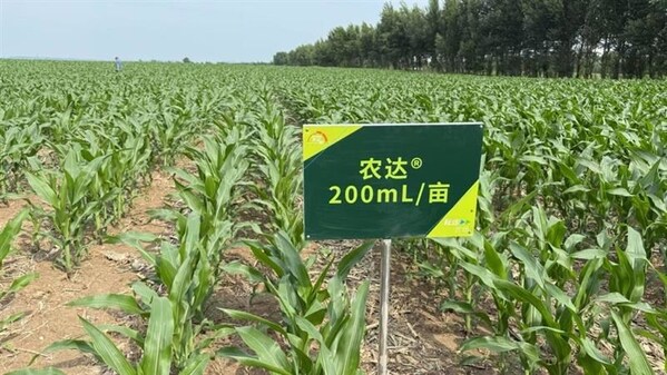 梨树县耘远农场中的农达®田间试验