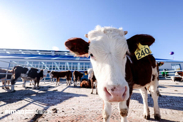 图为斐缦自研SIM-12医用牛 图为斐缦自研SIM-12医用牛