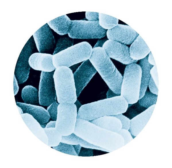 副干酪乳酪杆菌代田株（LcS）