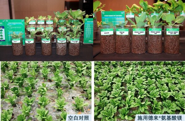 德来&reg;氨基酸镁在番茄、上海青、莴笋等作物上的对照试验，结果显示，使用了德来&reg;氨基酸镁的叶片长势更好、色泽更浓绿、更有韧性