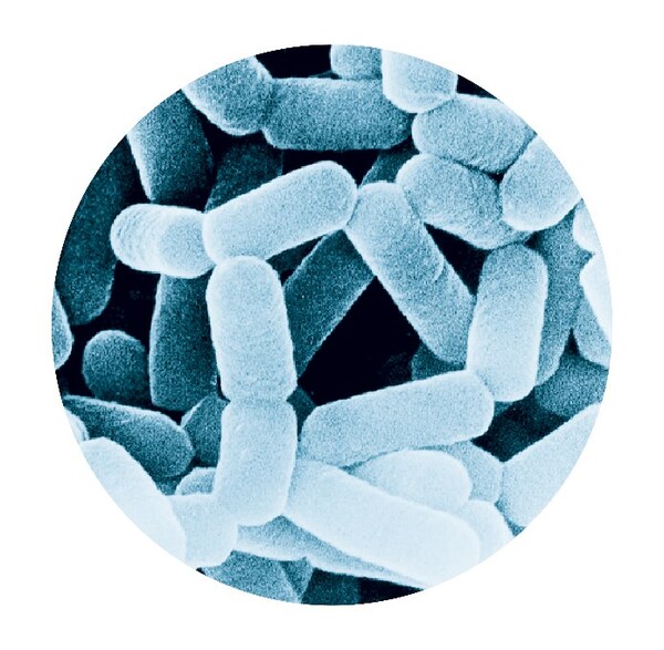 副干酪乳酪杆菌代田株（LcS）