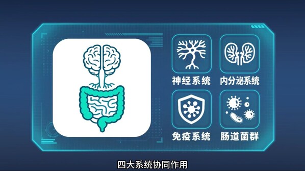 肠脑轴的双向通路系统由四大系统协同作用