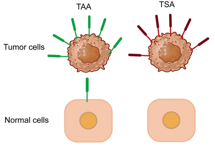 1775528549711752.png 559.png