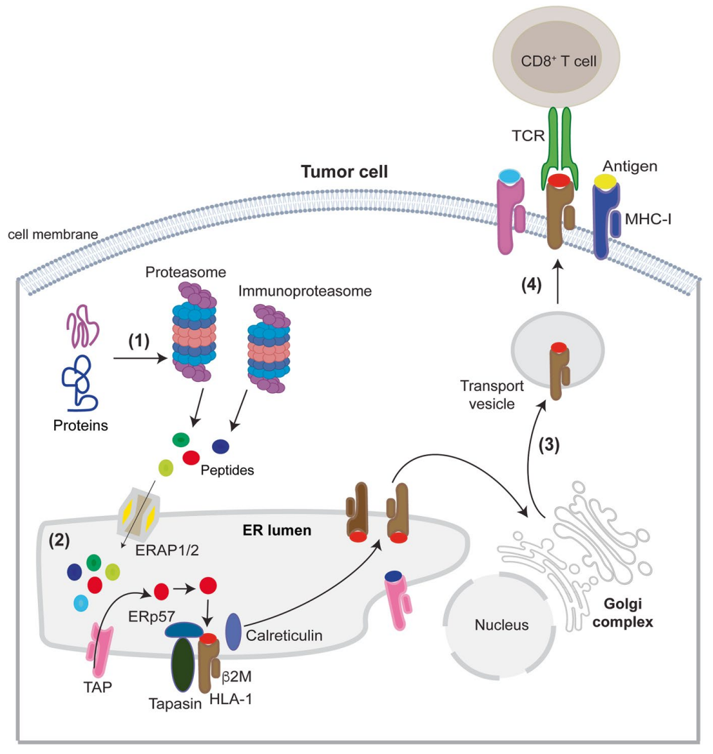 1775528559608013.png 560.png