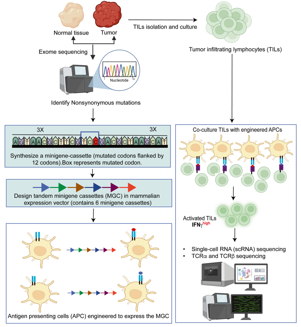 1775528589236649.png 562.png